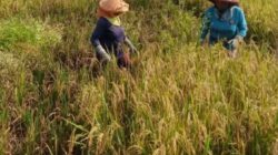 BULOG Serap 3,6 Juta Ton Gabah Petani