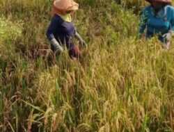 BULOG Serap 3,6 Juta Ton Gabah Petani