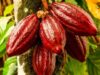 Jaga Produktivitas Kakao, Pemprov Lampung Lampung Dorong Peremajaan Tanaman