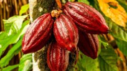 Jaga Produktivitas Kakao, Pemprov Lampung Lampung Dorong Peremajaan Tanaman