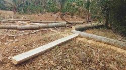 Penebangan Kayu Register 38 Gunung Balak, Polhut Tutup Mata