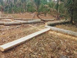 Penebangan Kayu Register 38 Gunung Balak, Polhut Tutup Mata