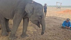 Kisah Sukowiyono Dan Gajah Erin: Merawat Nafas yang Nyaris Padam, Menepis Luka Di Belalai Yang Tak Lagi Utuh