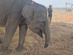Kisah Sukowiyono Dan Gajah Erin: Merawat Nafas yang Nyaris Padam, Menepis Luka Di Belalai Yang Tak Lagi Utuh