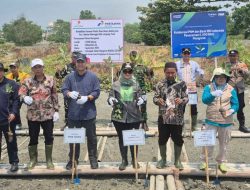 PHE OSES Dan Pemkab Lamtim Kembangkan Demplot Mangrove Di Labuhan Maringgai Untuk Tekan Risiko Abrasi Dan Banjir Rob