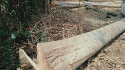 Miris, Penebangan Kayu di Register 38 Gunung Balak Tak Kenal Waktu